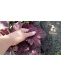 Heuchera hybrida Rose Quartz